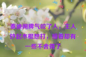 泰迪闹脾气咬了人，主人抄起木棍想打，接着却有一些不舍得了