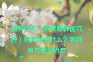 狗狗甲亢（甲状腺机能亢进）的症状是什么？狗狗甲亢如何治疗