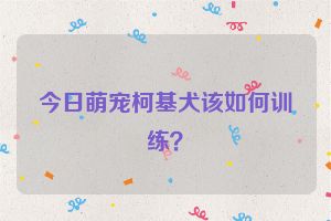 今日萌宠柯基犬该如何训练？