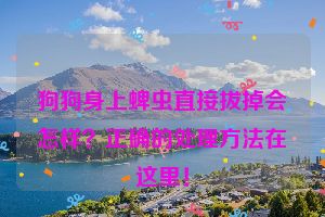 狗狗身上蜱虫直接拔掉会怎样？正确的处理方法在这里！