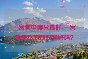 一窝狗中哪只最好-一窝里最小的那只狗好吗？