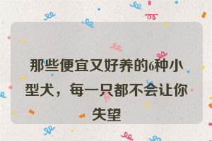 那些便宜又好养的6种小型犬，每一只都不会让你失望