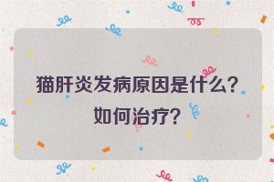 猫肝炎发病原因是什么?如何治疗?