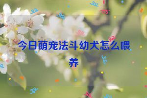 今日萌宠法斗幼犬怎么喂养