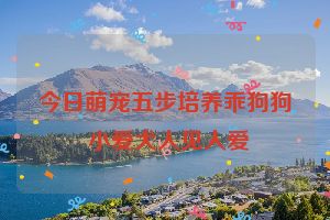 今日萌宠五步培养乖狗狗 小爱犬人见人爱