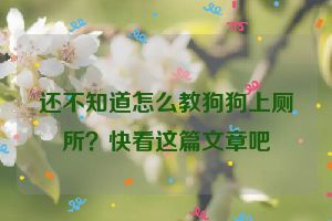 还不知道怎么教狗狗上厕所？快看这篇文章吧