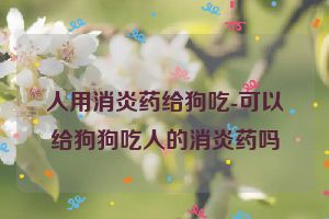 人用消炎药给狗吃-可以给狗狗吃人的消炎药吗