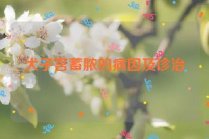 犬子宫蓄脓的病因及诊治