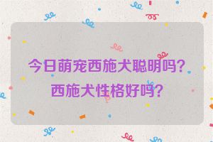 今日萌宠西施犬聪明吗？西施犬性格好吗？