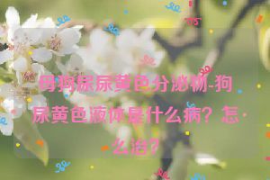 母狗尿尿黄色分泌物-狗尿黄色液体是什么病？怎么治？