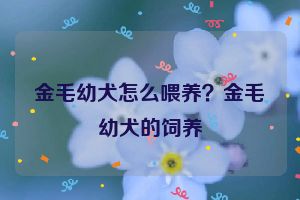 金毛幼犬怎么喂养?金毛幼犬的饲养