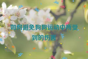 如何避免狗狗运动中所受到的伤害