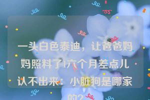 一头白色泰迪，让爸爸妈妈照料了1六个月差点儿认不出来：小脏狗是哪家的？