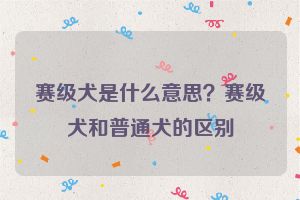 赛级犬是什么意思?赛级犬和普通犬的区别