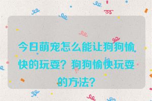 今日萌宠怎么能让狗狗愉快的玩耍？狗狗愉快玩耍的方法？
