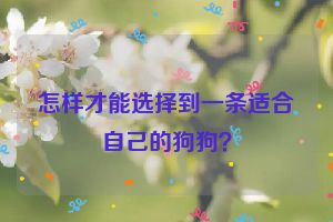 怎样才能选择到一条适合自己的狗狗？