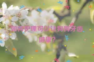 如何护理可以让狗狗牙齿健康？