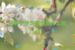 狗狗小便次数多是什么原因