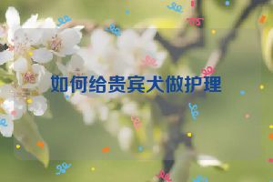 如何给贵宾犬做护理