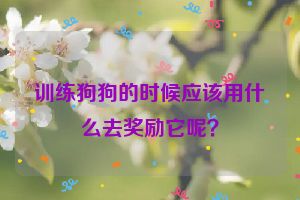 训练狗狗的时候应该用什么去奖励它呢？