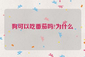 狗可以吃番茄吗?为什么