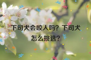 下司犬会咬人吗？下司犬怎么挑选？