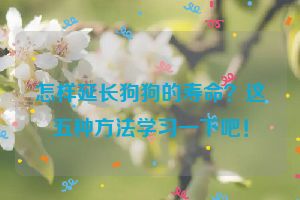 怎样延长狗狗的寿命？这五种方法学习一下吧！
