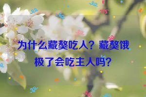 为什么藏獒吃人?藏獒饿极了会吃主人吗?