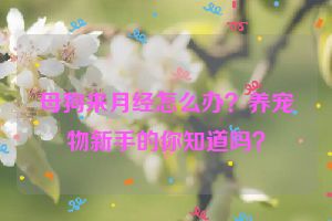 母狗来月经怎么办？养宠物新手的你知道吗？