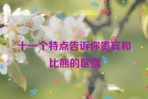 十一个特点告诉你贵宾和比熊的区别