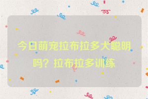 今日萌宠拉布拉多犬聪明吗？拉布拉多训练