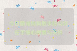 今日萌宠狗狗散步好与坏 在乎细心观察与关怀