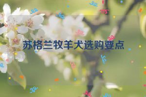 苏格兰牧羊犬选购要点