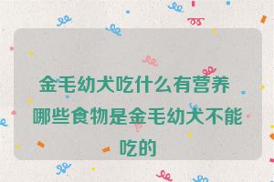 金毛幼犬吃什么有营养 哪些食物是金毛幼犬不能吃的