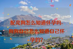 配完狗怎么知道怀孕吗-狗狗自己怎么知道自己怀孕的？