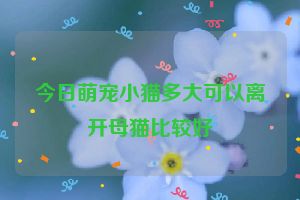 今日萌宠小猫多大可以离开母猫比较好