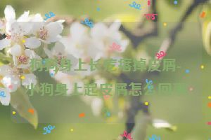 狗狗身上长疙瘩掉皮屑-小狗身上起皮屑怎么回事？