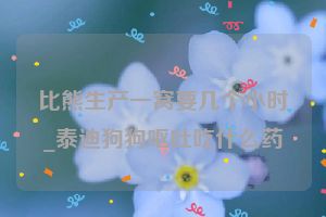 比熊生产一窝要几个小时_泰迪狗狗呕吐吃什么药