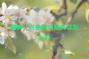 狗狗一兴奋就会尿失禁怎么办