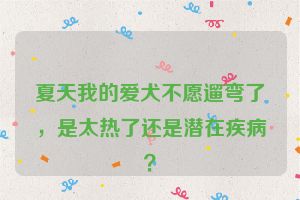 夏天我的爱犬不愿遛弯了，是太热了还是潜在疾病？