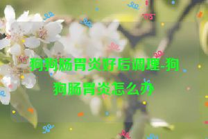 狗狗肠胃炎好后调理-狗狗肠胃炎怎么办