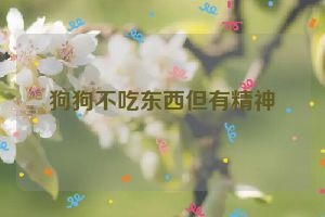 狗狗不吃东西但有精神