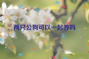 两只公狗可以一起养吗