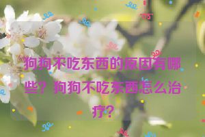 狗狗不吃东西的原因有哪些？狗狗不吃东西怎么治疗？