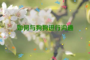 如何与狗狗进行沟通