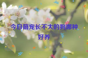 今日萌宠长不大的狗哪种好养