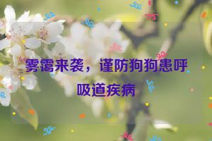 雾霭来袭，谨防狗狗患呼吸道疾病