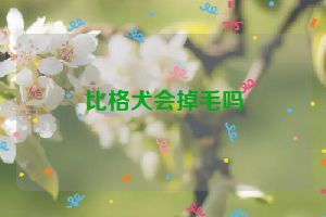 比格犬会掉毛吗