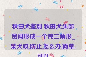 秋田犬鉴别 秋田犬头部宽阔形成一个钝三角形_柴犬咬,防止,怎么办,简单,可以