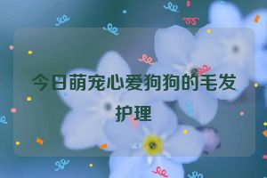 今日萌宠心爱狗狗的毛发护理